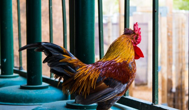 Foto il gallo dalla recinzione