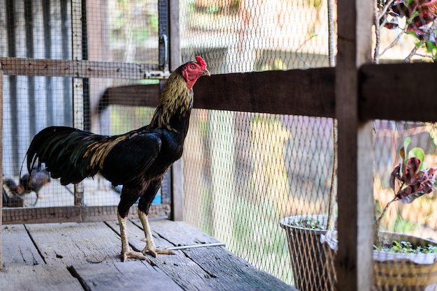 Rooster in the chicken coop 