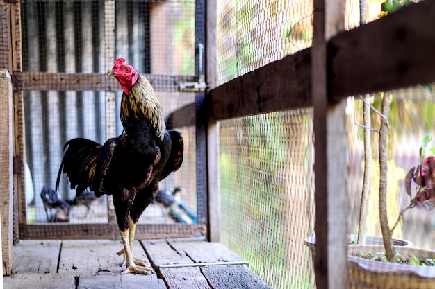 Rooster in the chicken coop