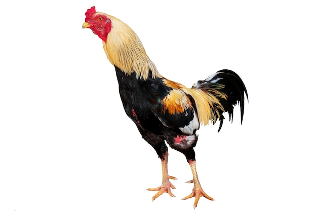 鶏の鶏は、白い背景で隔離に立っています。ファイルにはクリッピングパスが含まれているため、作業が簡単です。