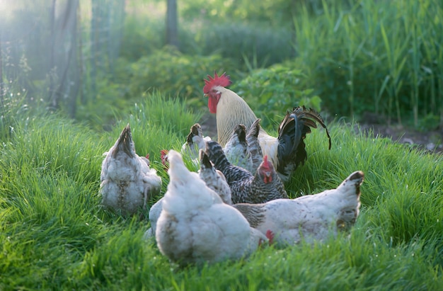 Gallo e polli. gallo e galline ruspanti.