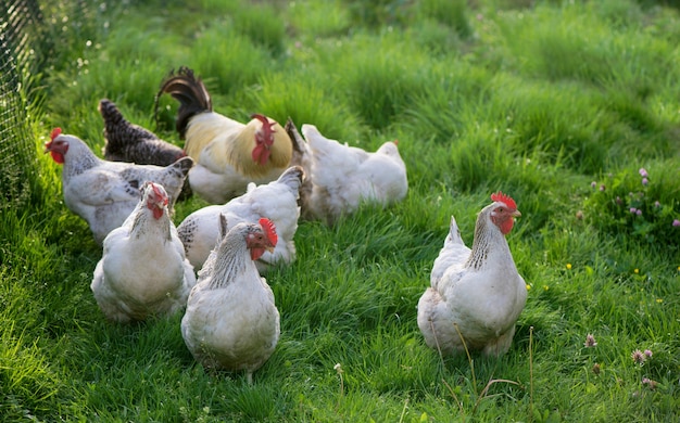 Rooster and Chickens. Free Range Cock and Hens.