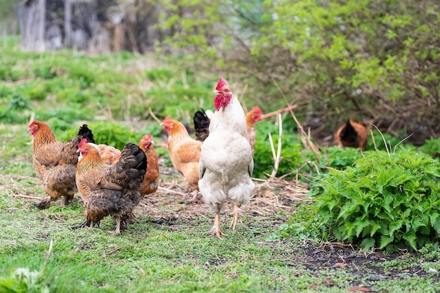 Rooster and Chickens Free Range Cock and Hens