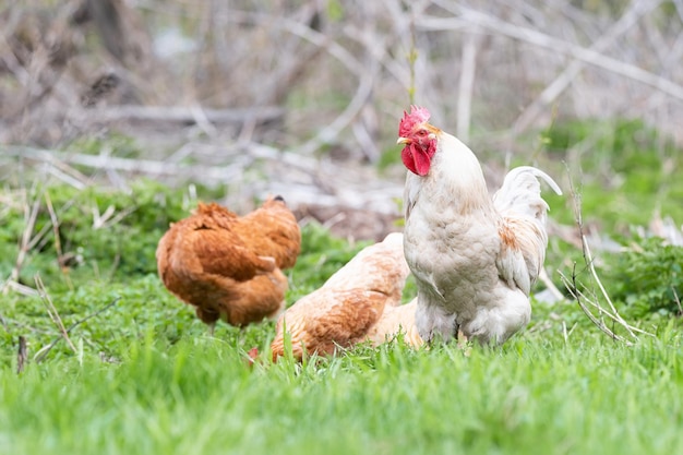 オンドリと鶏の放し飼いのコックと鶏