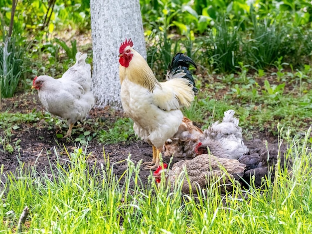 Rooster and chickens in the garden among green grass