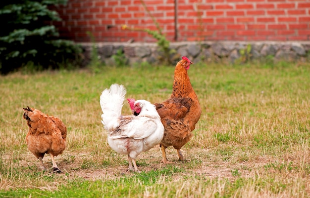 Rooster and chickens grazing on the grass