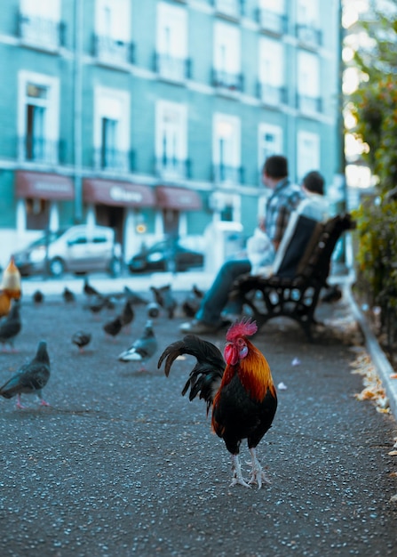 Foto il gallo in una città