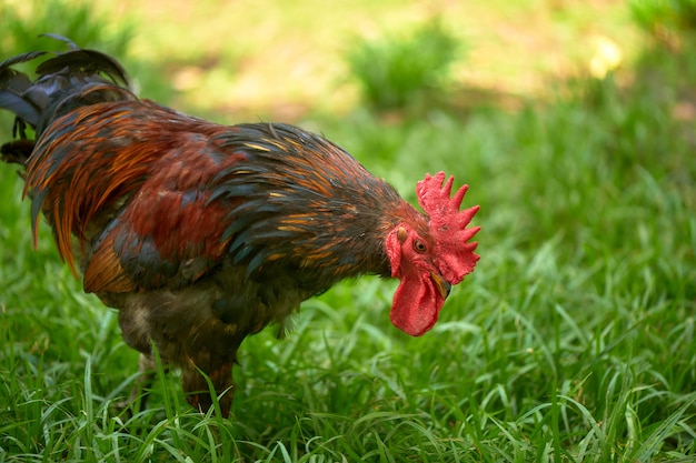 Photo rooster closeup walking on the farm