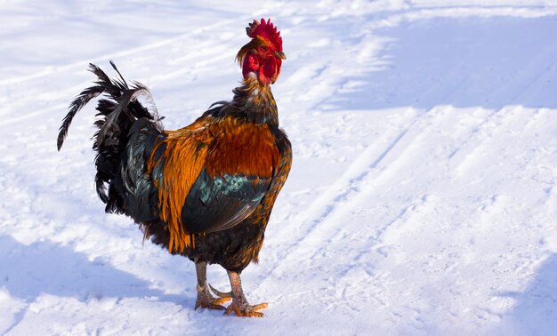 Rooster cock in the winter in the snow