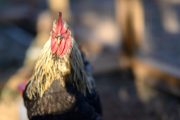 Rooster in the farm