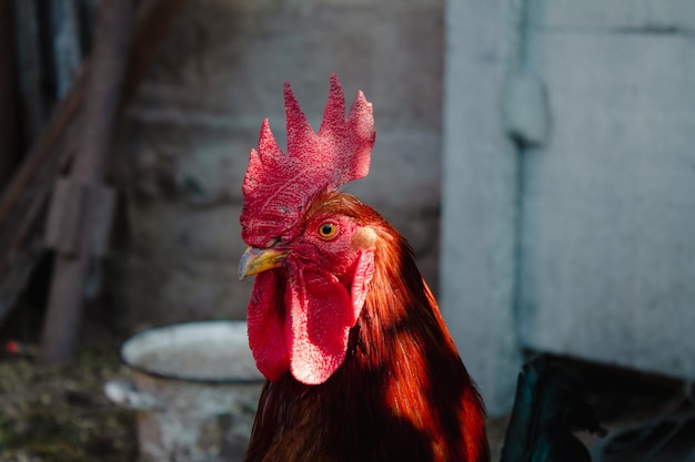 Rooster in the farm