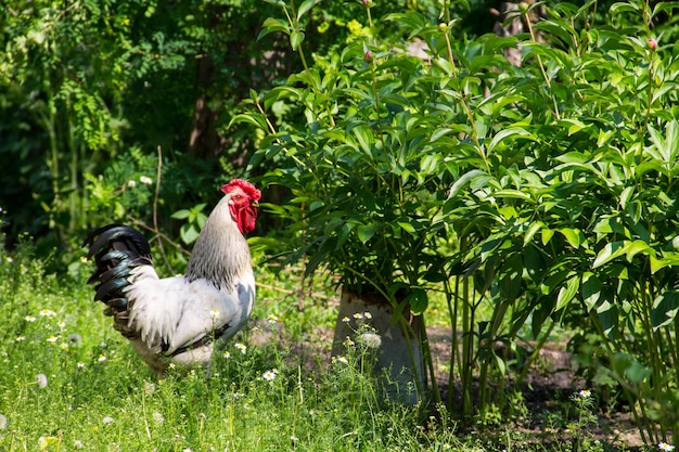 Rooster in a farmyard