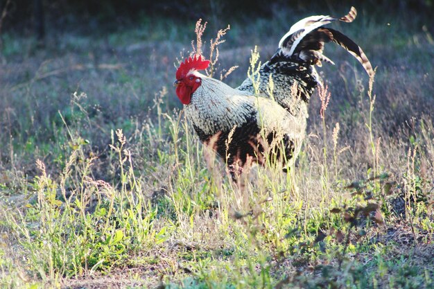 Rooster on field