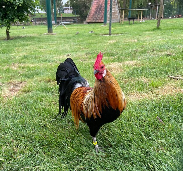 Foto il gallo sul campo