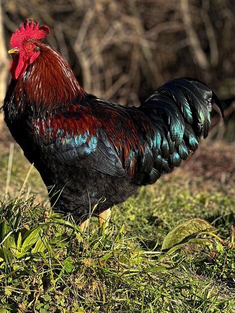 Foto il gallo sul campo