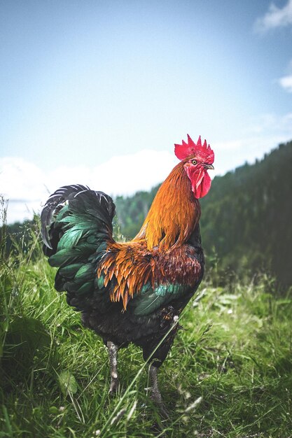 Rooster in a field