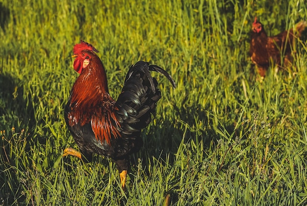 Rooster and free hens in the field in an eco farm