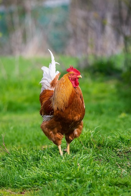 A rooster and a freerange chicken on the grass in the countryside