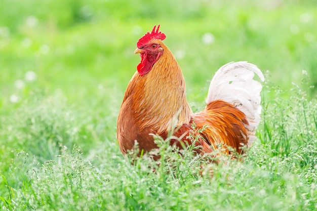 A rooster and a freerange chicken on the grass in the countrysidex9