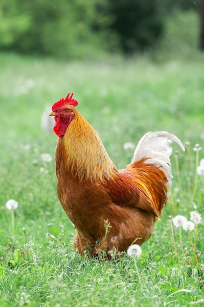 田舎の芝生の上のオンドリと放し飼いの鶏x9