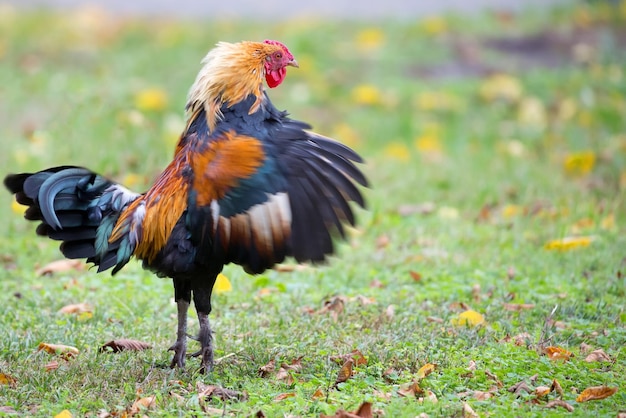 Rooster getting ready for battle