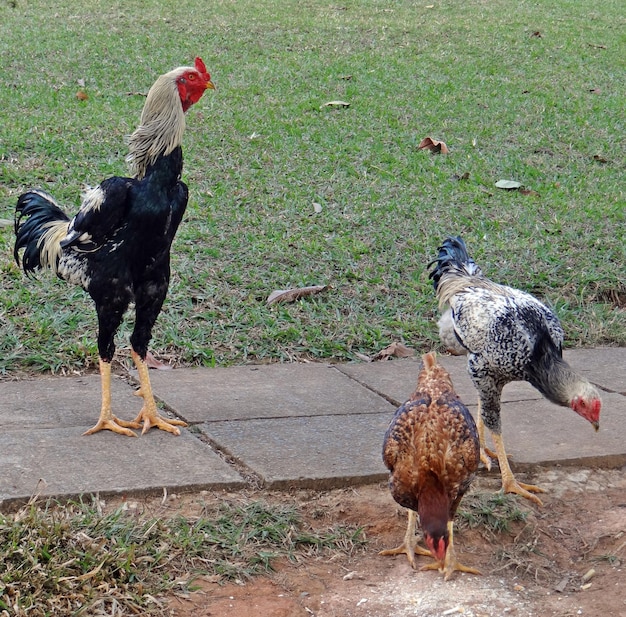 Photo rooster on grass