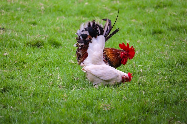 Foto il gallo sul campo erboso