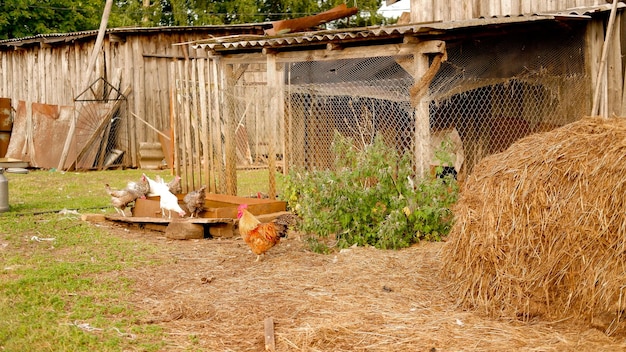A rooster grazes on a farm in the village