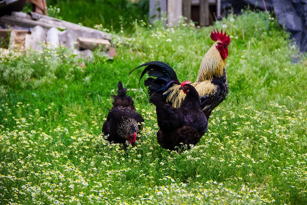 Gallo e galline in cortile