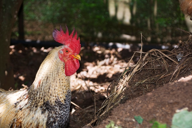 rooster in his chicken coop