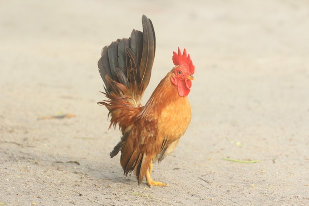 The rooster is cute and dashing