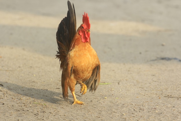 The rooster is cute and dashing