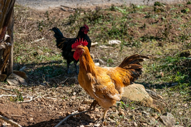 A rooster is walking in the sun