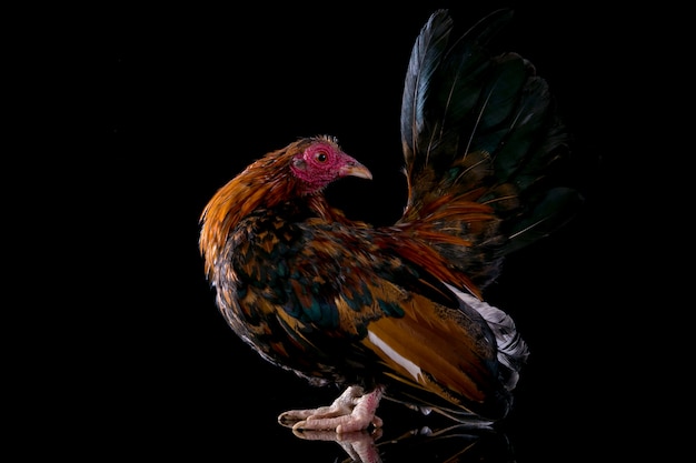 Rooster isolated in black background