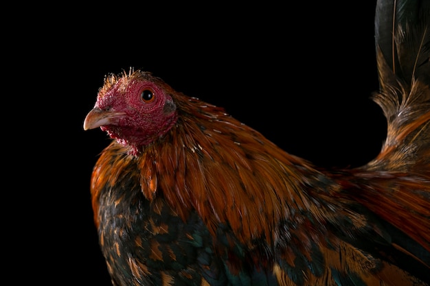 Rooster isolated in black background