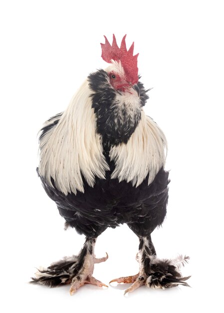 Photo rooster isolated