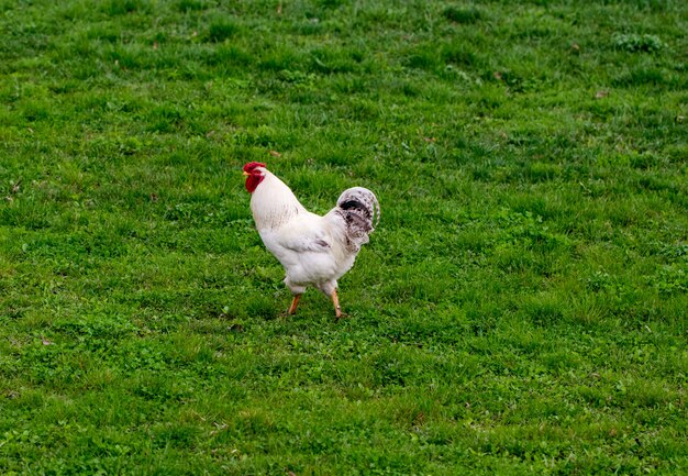 Rooster looking at me in the garden with fresh green grass