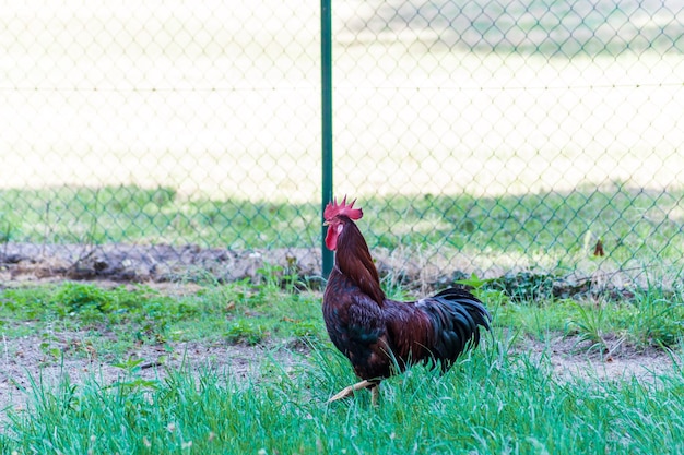 Rooster in the meadow