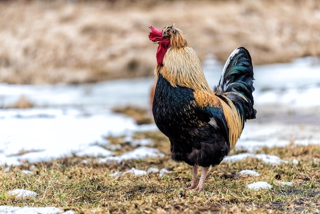 The rooster in the morning in the spring