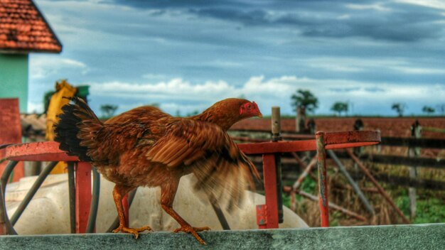 Photo rooster on railing