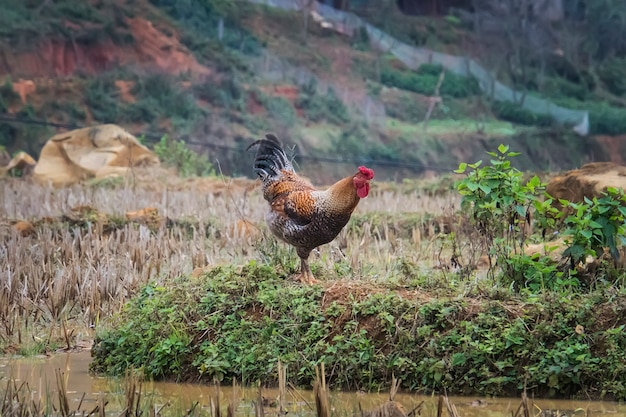 Rooster in the rice fields in rural Vietnam.