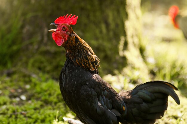 Il gallo urla con la campanella del risveglio della natura a becco aperto