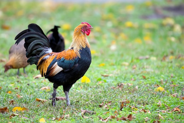 A rooster stands in a field with leaves on the ground.