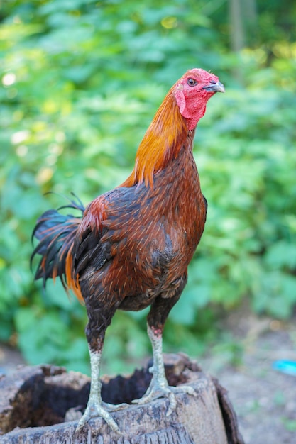 A rooster stands on a pile of dirt.