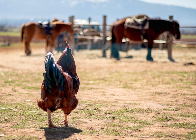 Rooster stays in the field and looking at horses in the farm country life village in Bulgaria