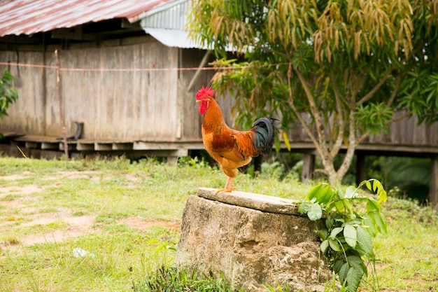 Rooster in a town in the Peruvian Amazon.