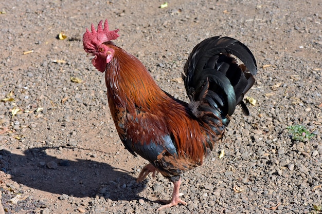 Gallo che cammina sul cortile