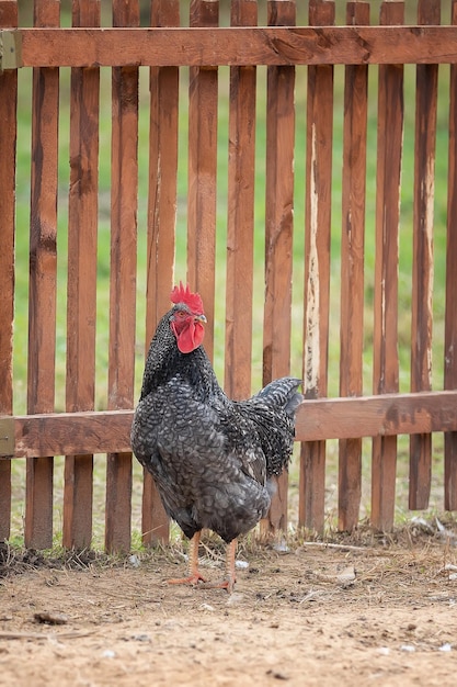 農場で木製の飼育フェンスの近くを歩くオンドリ