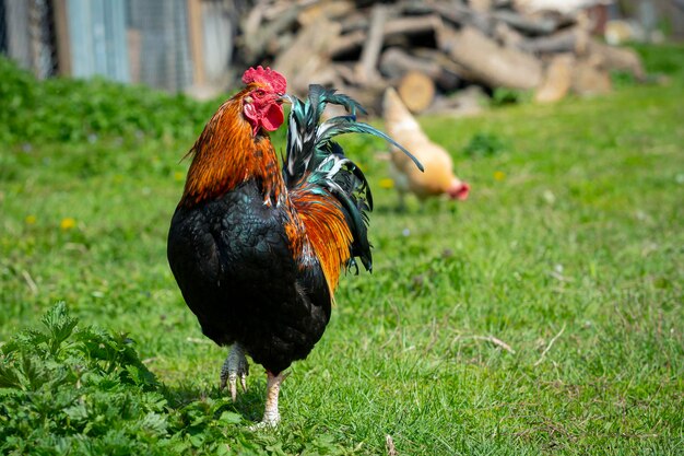 A rooster walks on the grass in front of a pile of wood.