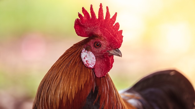 Photo a rooster with beautiful feathers in the morning sun